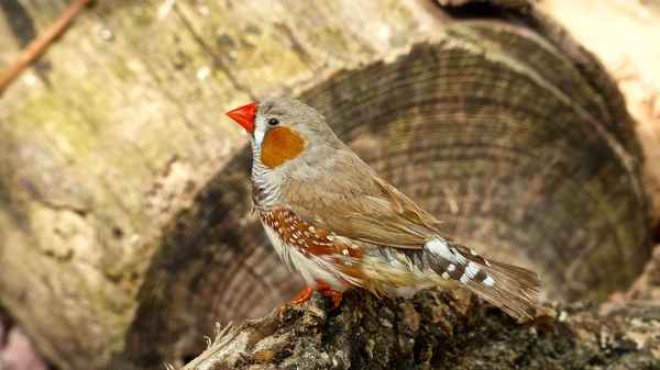 Zebrafink nach dem Bad