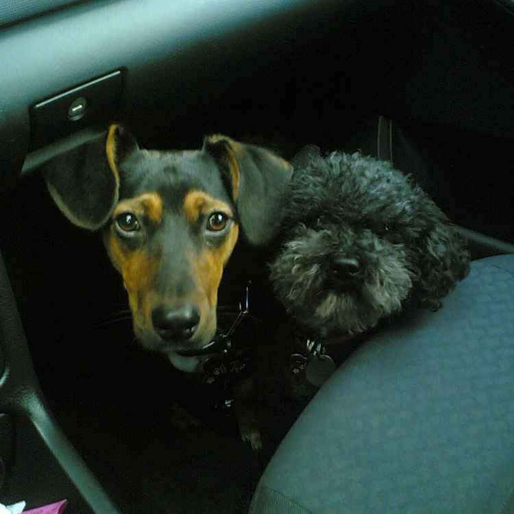 tipo snoopy ..best friends