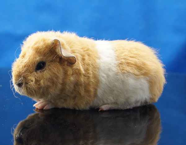 junges US Teddy Meerschweinchen