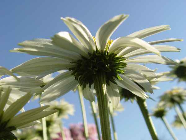 Echinacea purpurea alba