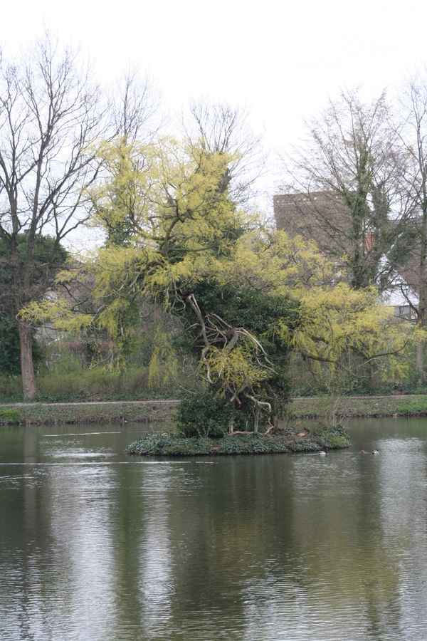 Bedburger Schloss Baum
