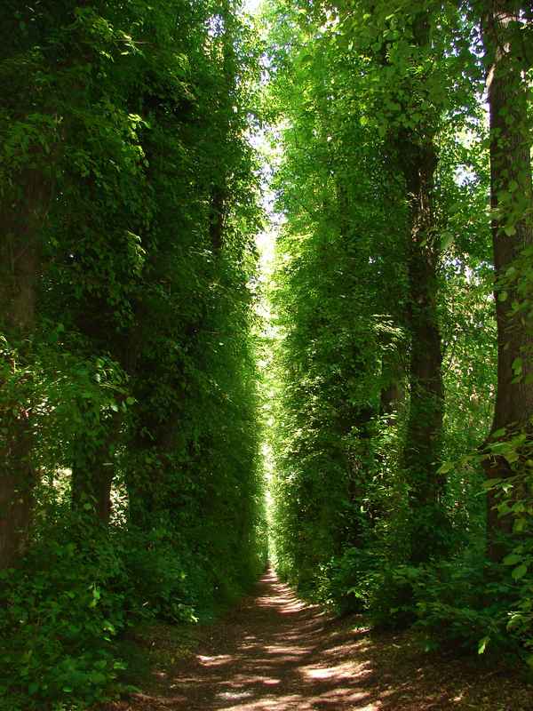 Allee im Park