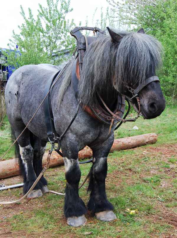 Pferd für die Forstwirtschaft