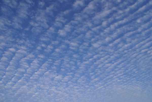 Himmelschafe geherdet