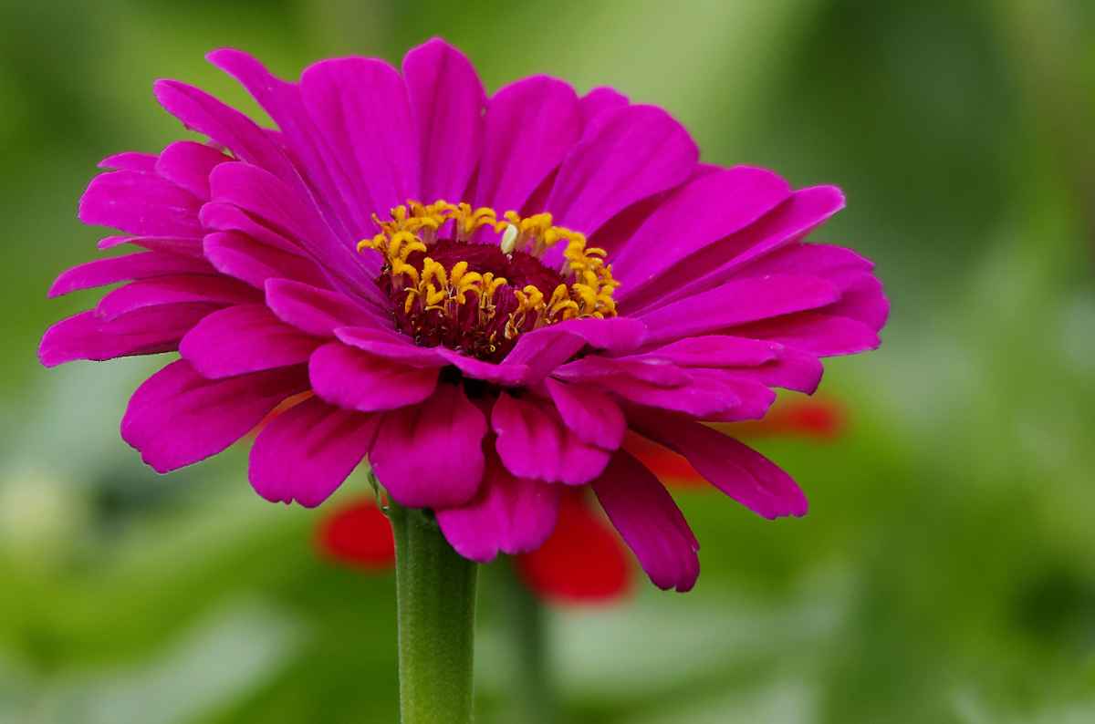Zinnien 3