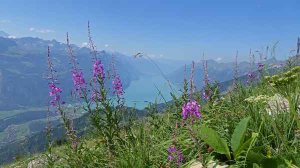 Sicht auf den Brienzersee