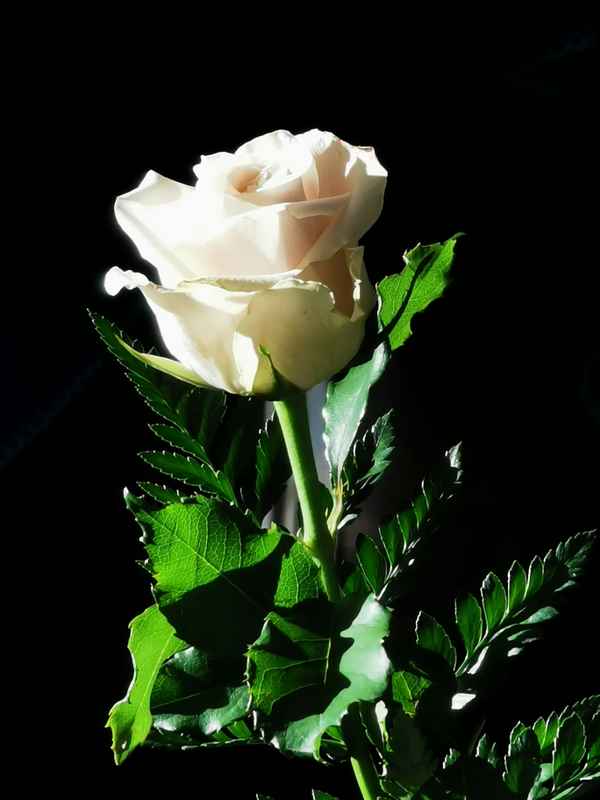 Rose im Licht