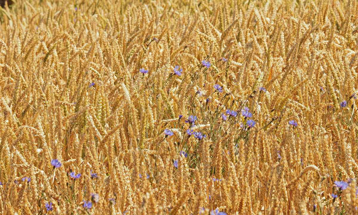 korn und blumen