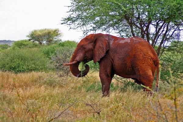 Roter Elefant