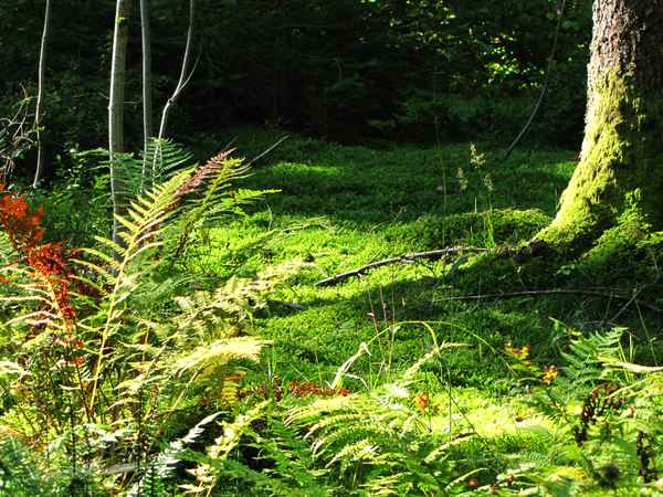 Waldboden im Spätsommer