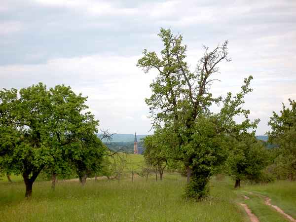 Streuobstwiese