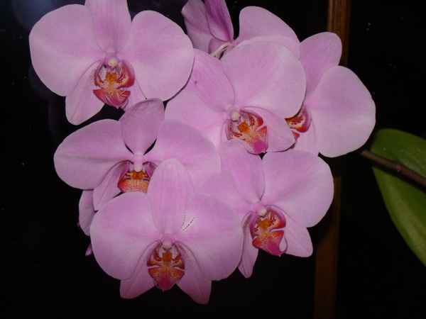 Rosewunder