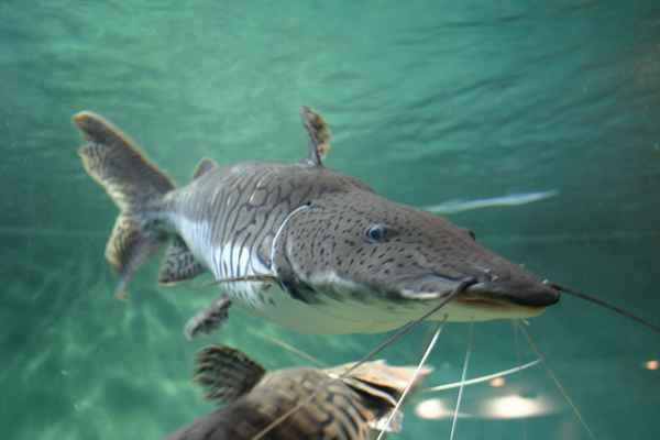  Fisch