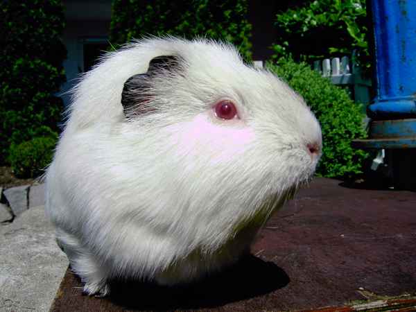 albino