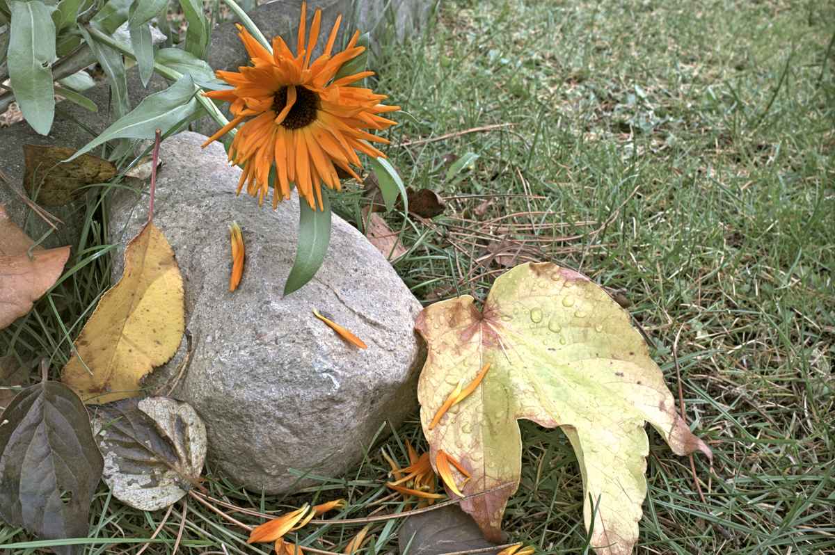 sterbende Blume