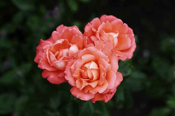 Rosen