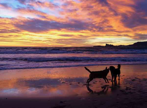 Hunde bei Sonnenuntergang