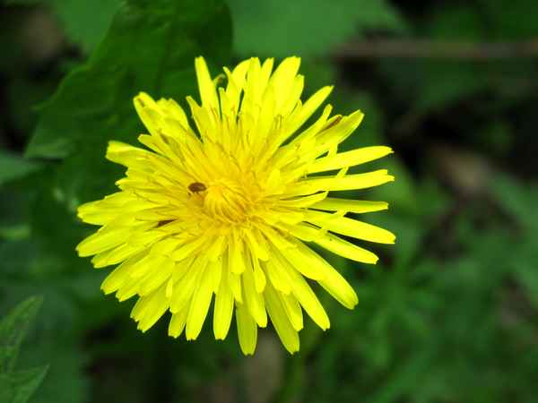 Löwenzahn mit Besuch