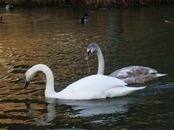 Höckerschwan mit Jungvogel