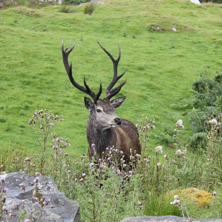 Schottischer Hirsch 1