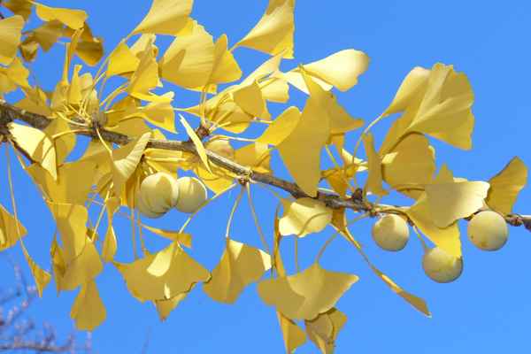 Ginkgo im Herbst 2