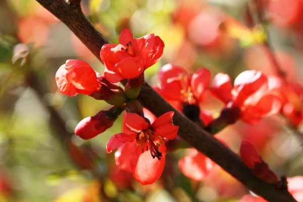 Blüten der Zierquitte