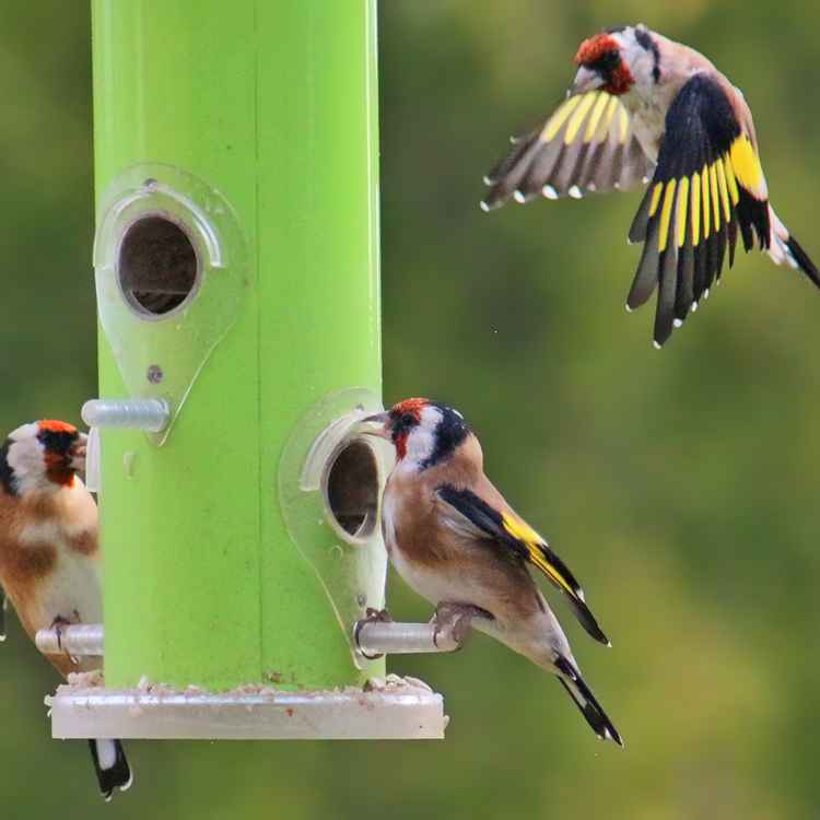 Die ersten Wintergäste...