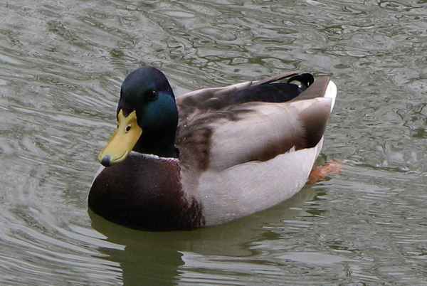schwimmender Erpel