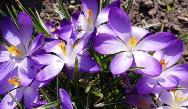 Blüten in weiß-lila . . . .