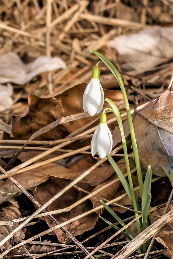 Frühe Frühlingsboten