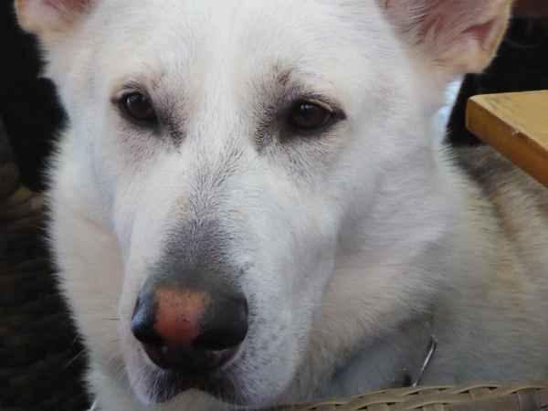 Hundegesicht