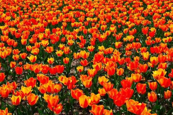 Tulpenfeld 1