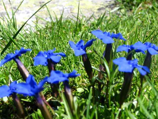 Sommer im Hochgebirge2