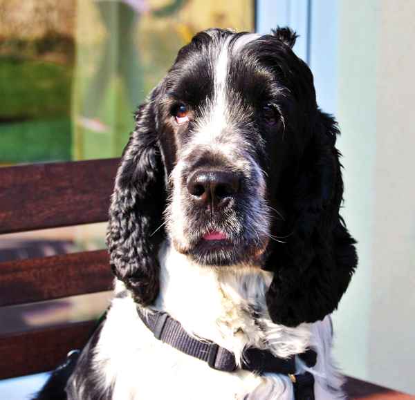 Hübscher Cocker Spaniel