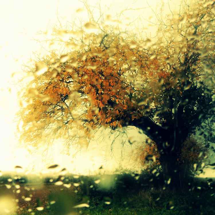 Regenbaum