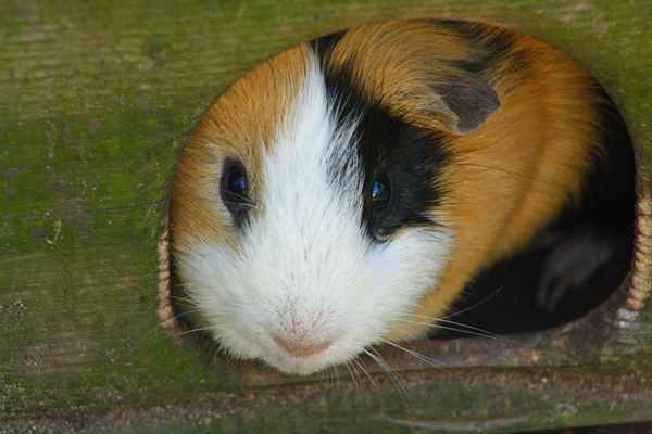 Meerschweinchenblick