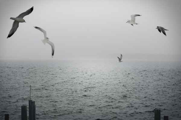 Düster - mit Möwen