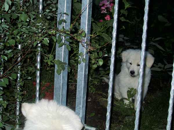 Hund sieht Hund