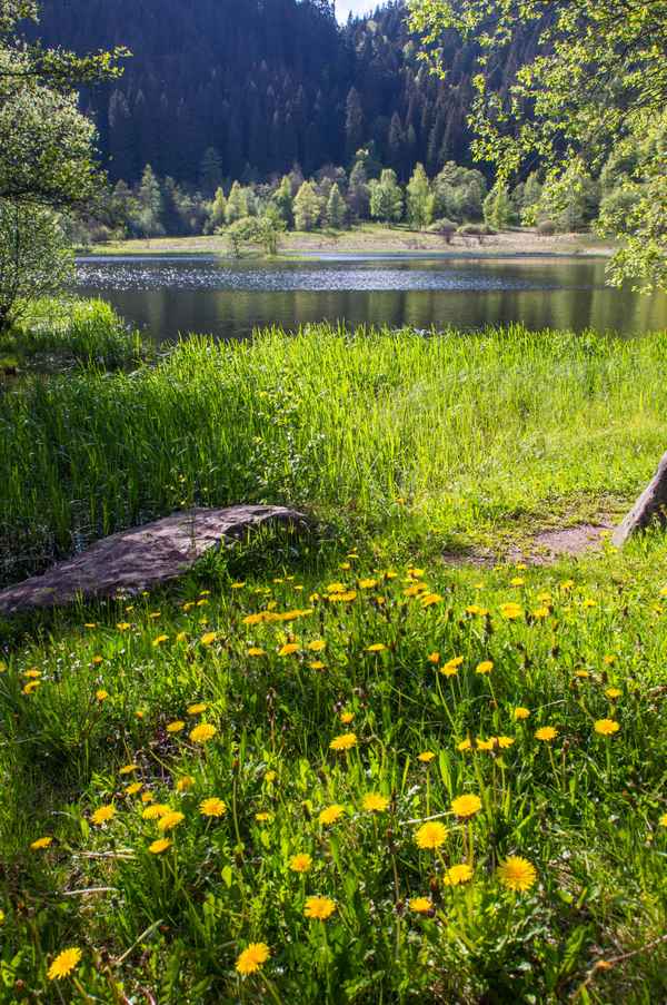 Sankenbachsee bei Baiersbronn 8