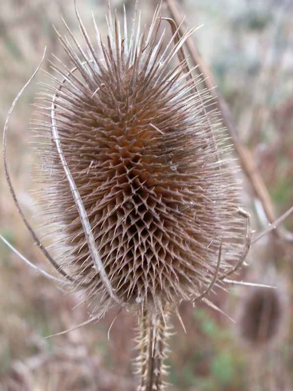 Distel verblüht