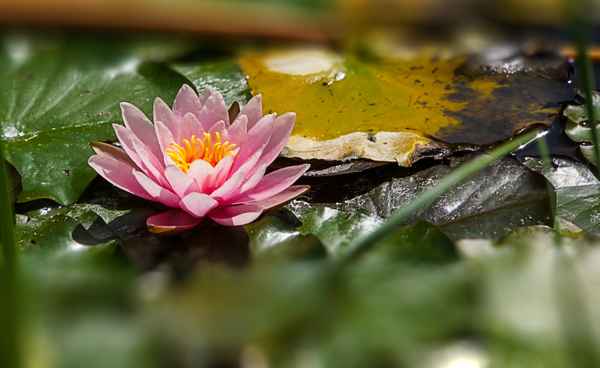 rosa Seerose im Teich