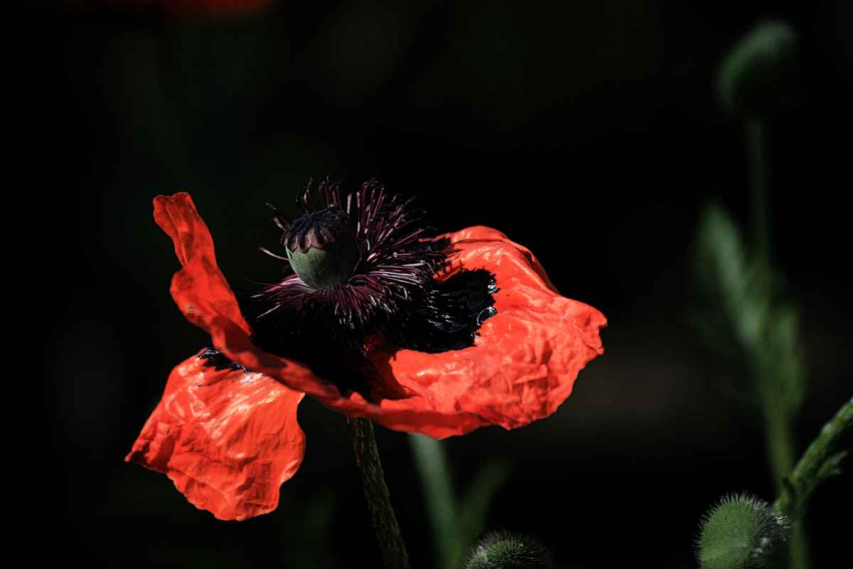 Mohnblume_02