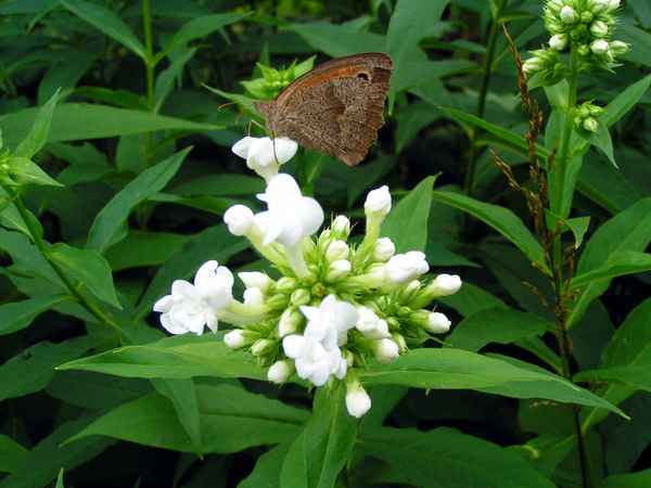 Die Blume und ein Schmetterling
