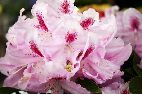 Lilien