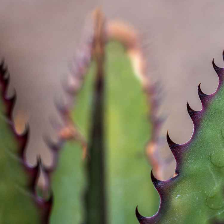 Scharfe Zacken Agave