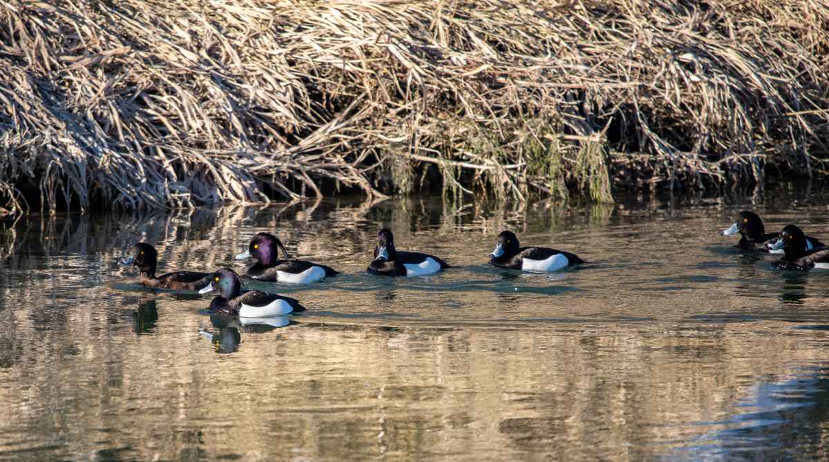 Gruppenbild mit Dame