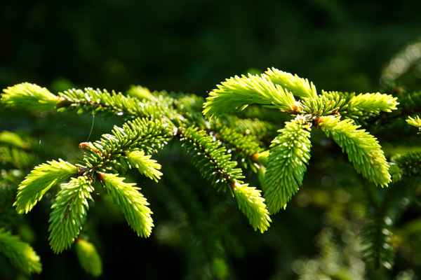Nachwuchs im Nadelwald