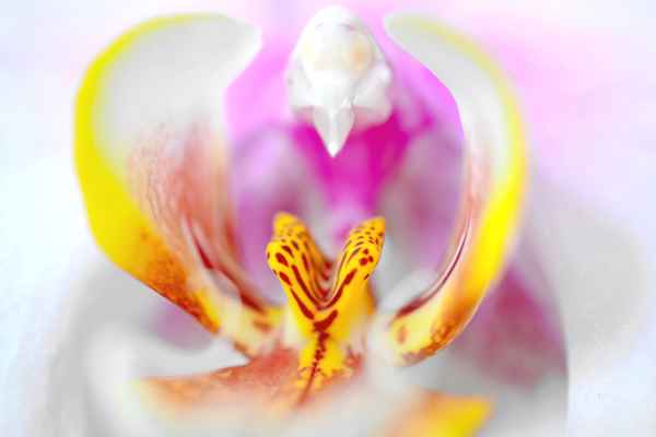 phalaenopsis3