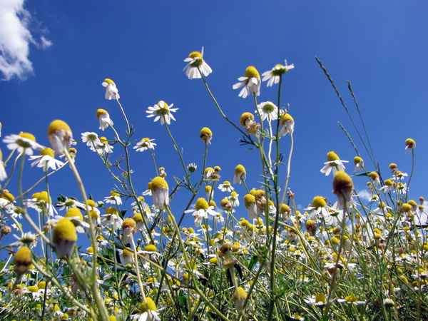 Kamilleblüten