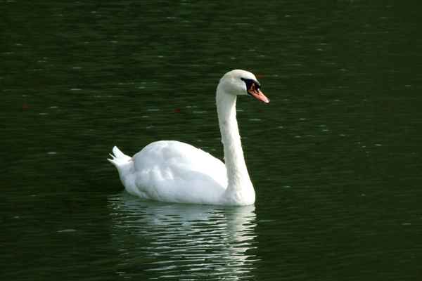 Schwan auf See